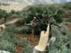 Israeli Colonizers Cut Seventy Olive Trees Near Hebron