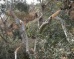 Israeli Colonizers Cut 360 Olive Trees Near Hebron
