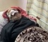 Israeli Colonizers Assault, Injure Elderly Palestinian Man Near Bethlehem