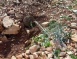 Israeli Colonizers Uproot 60 Olive Saplings Near Salfit