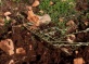 Israeli Colonizers Uproot 110 Olive Saplings Near Salfit