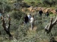 Israeli Colonizers Cut And Uproot 300 Trees In Hebron