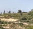 Israeli Colonizers Uproot Palestinians Lands Near Nablus