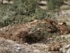 Soldiers Uproot 95 Olive Trees Near Bethlehem
