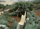 Israeli Colonizers Cut Dozens Of Olive Trees Near Tubas