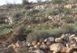 Israeli Colonizers Cut 450 Trees Near Ramallah