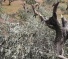 Israeli Colonizers Uproot 400 Olive Saplings Near Nablus