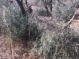 Israeli Army To Uproot Dozens Of Olive Trees Near Tubas
