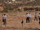 Israeli Colonizers Destroy Irrigation Networks Uproot Plans, Near Hebron