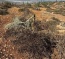 Israeli Colonizers Cut 120 Palestinian Olive Trees Near Ramallah