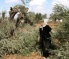 Israeli Soldiers Demolish Tents, Uproot 50 Olive Trees, Near Hebron