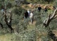 WAFA: “Israeli forces uproot trees, level lands belonging to Palestinians near Bethlehem”