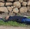 Israeli Soldiers Kill A Palestinian In Hebron