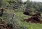Israeli Colonizers Uproot Hundreds Of Saplings Near Bethlehem