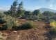 Settlers Uproot 70 Olive Trees near Nablus