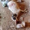 [Masafer Yatta: Settlers Vandalize Palestinian Property & Slaughter Livestock]