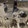 Including A Child, Israeli Colonizers Injure Three Palestinian Shepherds Near Jericho