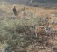 Israeli Soldiers Uproot 340 Trees Near Salfit