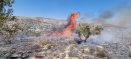 Olive trees in Burin set afire