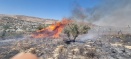 Olive trees in Burin set afire