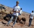 Illegal Israeli Colonizers Attack Palestinian Shepherds, Cut 74 Olive Trees, Near Ramallah