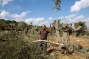 PA: Settlers destroy 120 olive trees in Nablus