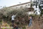 While harvesting olive trees;Three Civilians Attacked & Injured by Settlers then Kidnapped by Troops