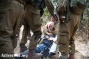 While harvesting olive trees;Three Civilians Attacked & Injured by Settlers then Kidnapped by Troops