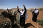 Settlers uproot dozens of olive trees in Hebron village