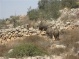 Farmers: Wild boars released by settlers destroy land