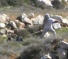 WATCH: Settlers assault Israeli in West Bank, tell soldiers to shoot