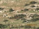 Israeli forces conducting live-fire training around al-Aqaba village