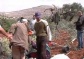Settlers Cut Around 50 Olive Trees Near Bethlehem