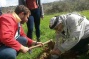 Knesset candidates plant olive trees with Palestinian farmers