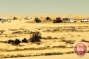 Israel police destroy Bedouin agricultural crops in Negev