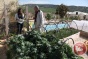 Kale Project challenges Israeli control over Palestinian agriculture