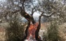 Settlers Torch 90 Olive Trees near Salfit