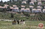 Palestinian kills Israeli, wounds another near West Bank settlement