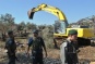 More West Bank olive trees to be uprooted
