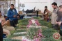 Flower farming in Gaza withers under blockade