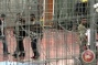 Israeli forces detain 16 Palestinians across West Bank