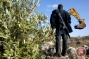 Israeli forces uproot 100 olive trees in Wadi Qana