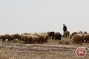 Israeli settler runs over Palestinian shepherd's flock of sheep, kills 25