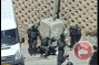 Israeli forces shoot Palestinian youth attempting to prevent another's detention