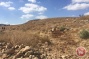Israeli forces uproot 50 olive trees as Palestinian farmer awaits court date to appeal