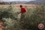 Israeli settlers cut down 18 trees on private Palestinian land near Bethlehem