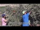 WATCH: Activism and spirituality in the Palestinian olive harvest