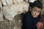 Injured 14-year-old Palestinian prisoner prevented from attending court session