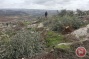 Israeli forces uproot 500 olive trees northwest of Hebron