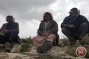 Israeli forces uproot 500 olive trees northwest of Hebron